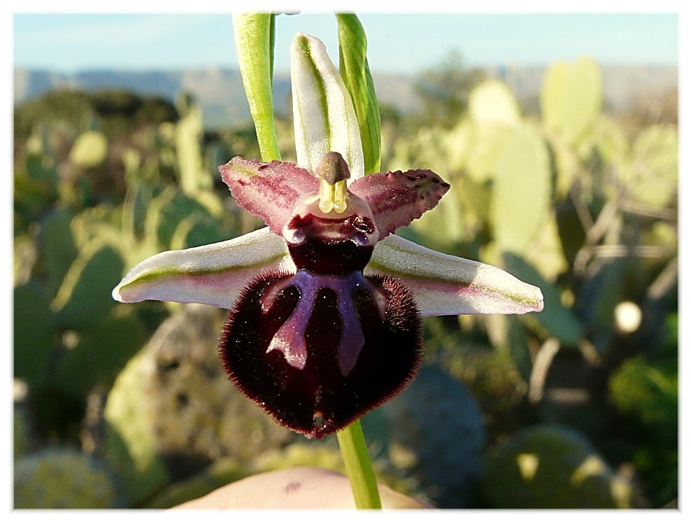 Ophrys Sipontensis